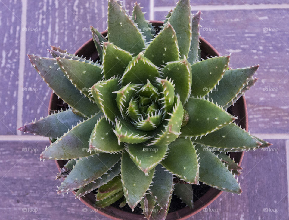 cactus overhead shot