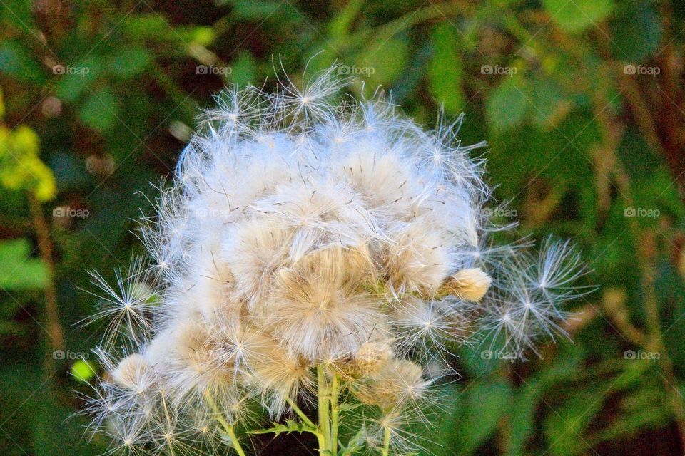 dandelion in the grass