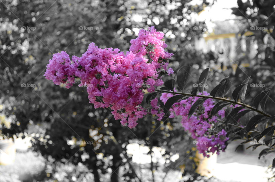 selective color flower