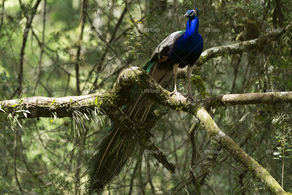 Beautiful peacock.