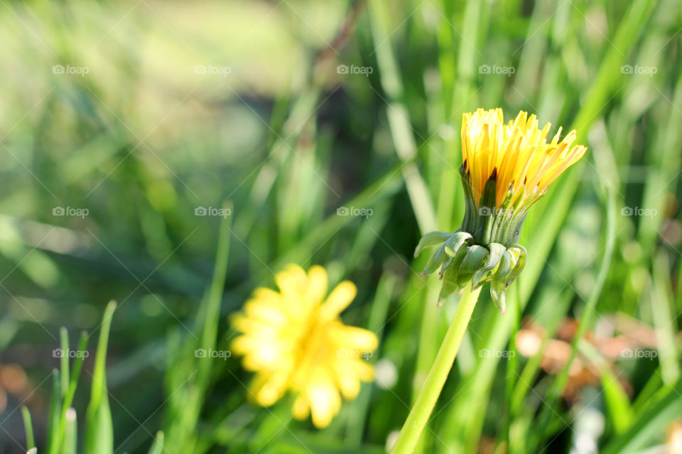 Dandelion, flower, vegetation, plants, meadow, meadow, village, sun, summer, heat, nature, landscape, still life, yellow, white, beautiful, furry,