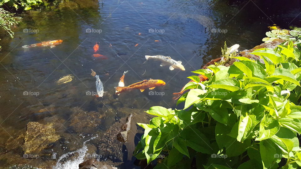 fish in pond