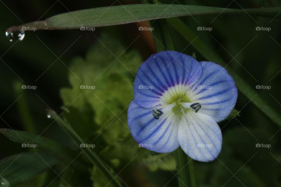 a micro blue flower macrophotography