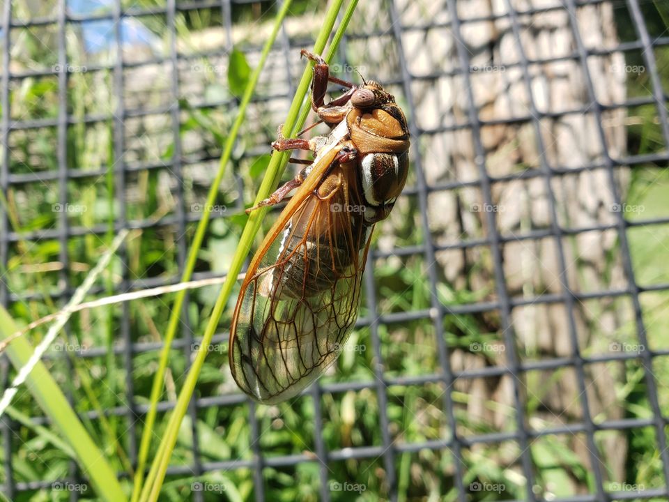 hello, brother cicada!