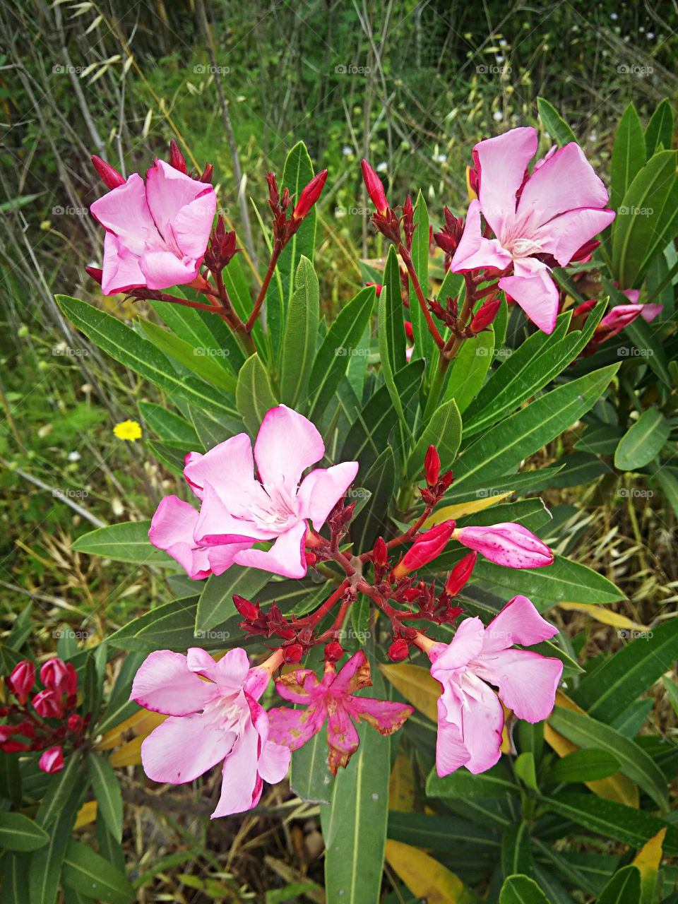 flowers