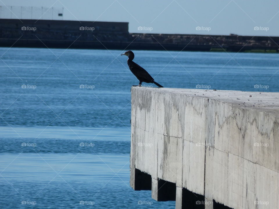 cormorant
