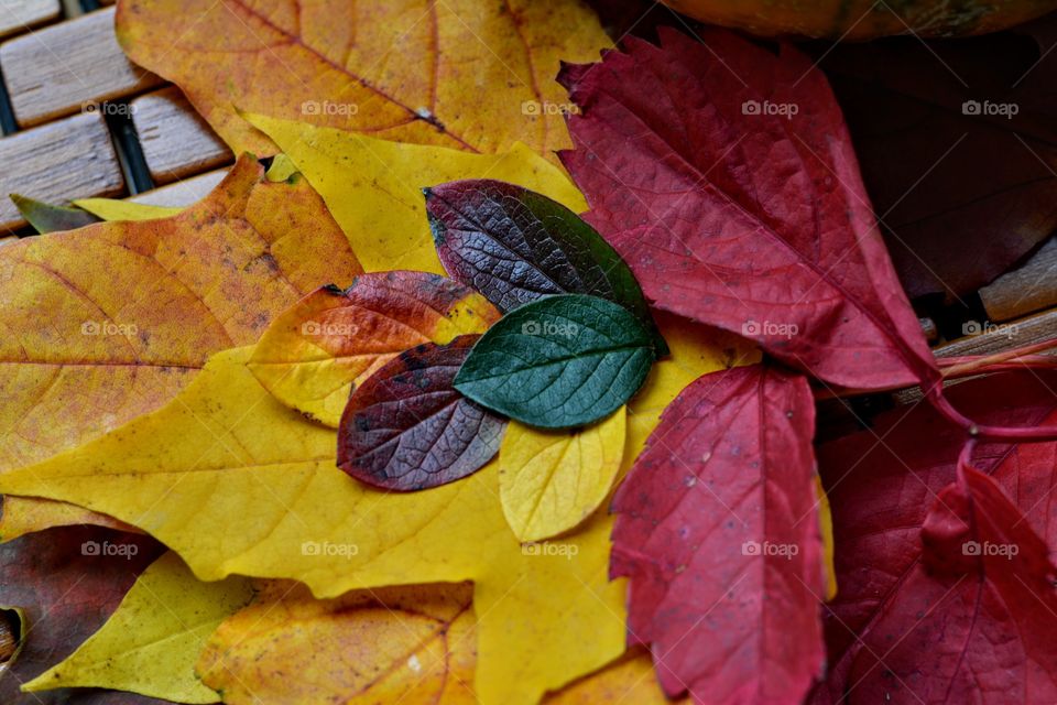 colorful autumn leaves texture background
