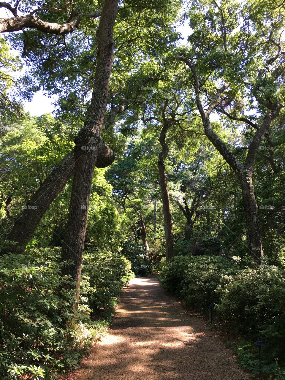 Take a walk into nature on a beautiful tree lined foot path