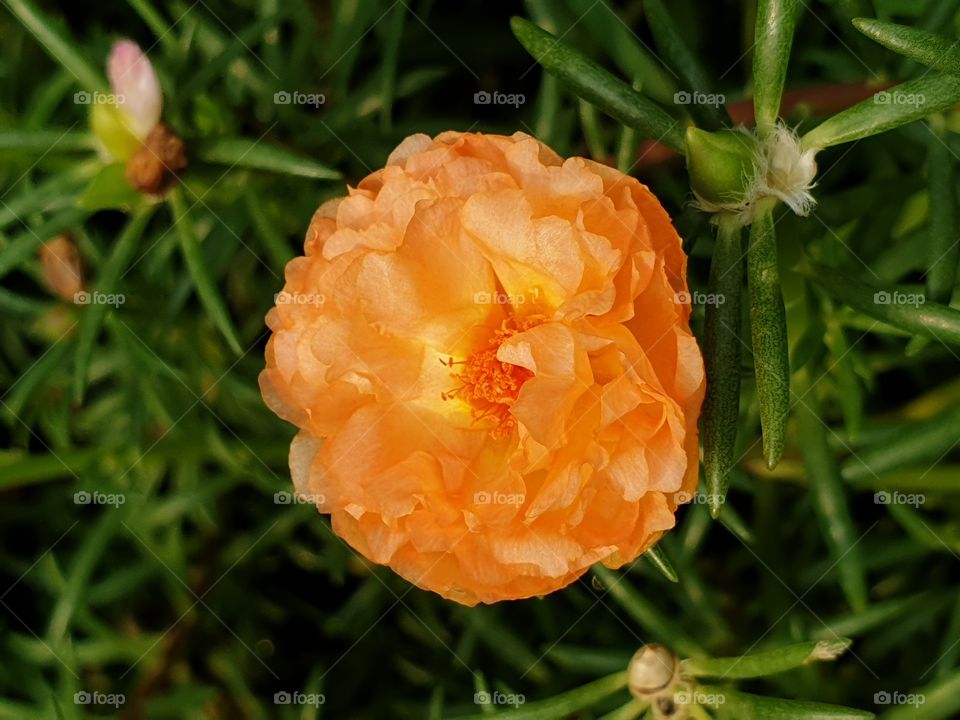 beautiful flowers in my garden