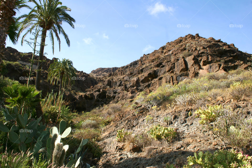 Landscape, Cactus, No Person, Desert, Travel