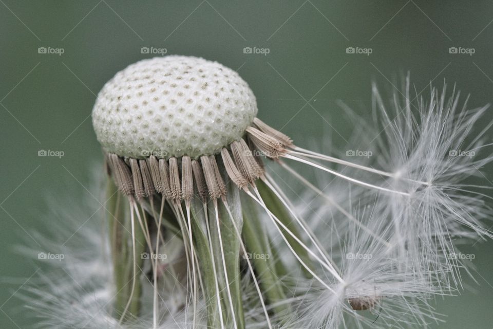 A close up of a dandelion clock with seeds missing.
