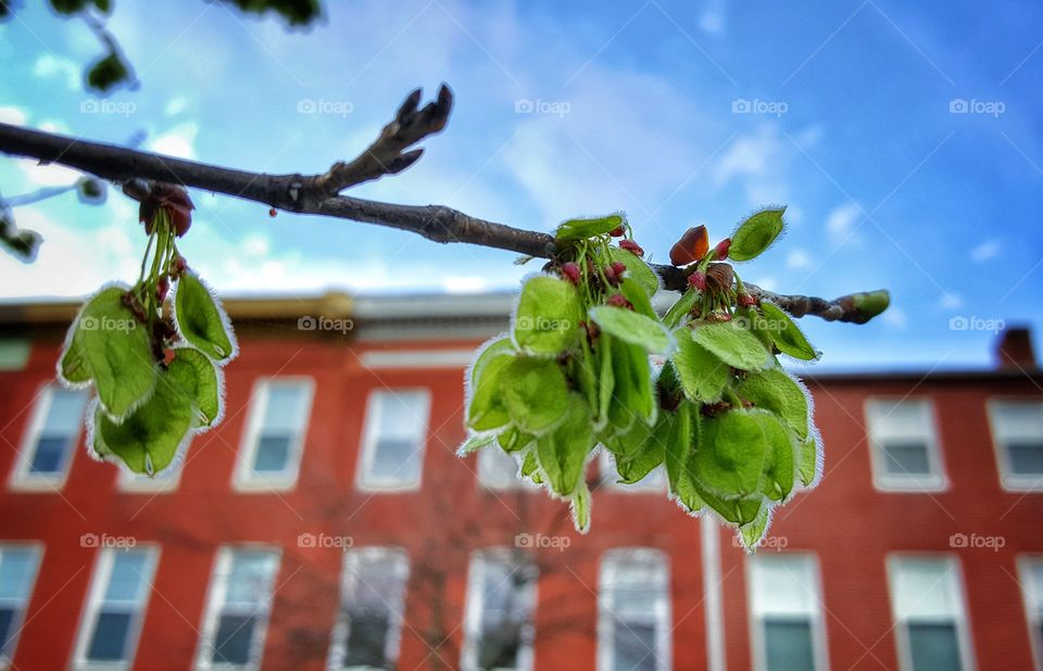 Fuzzy Cherry Tree Buds