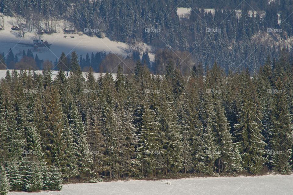 Scenic view of winter trees