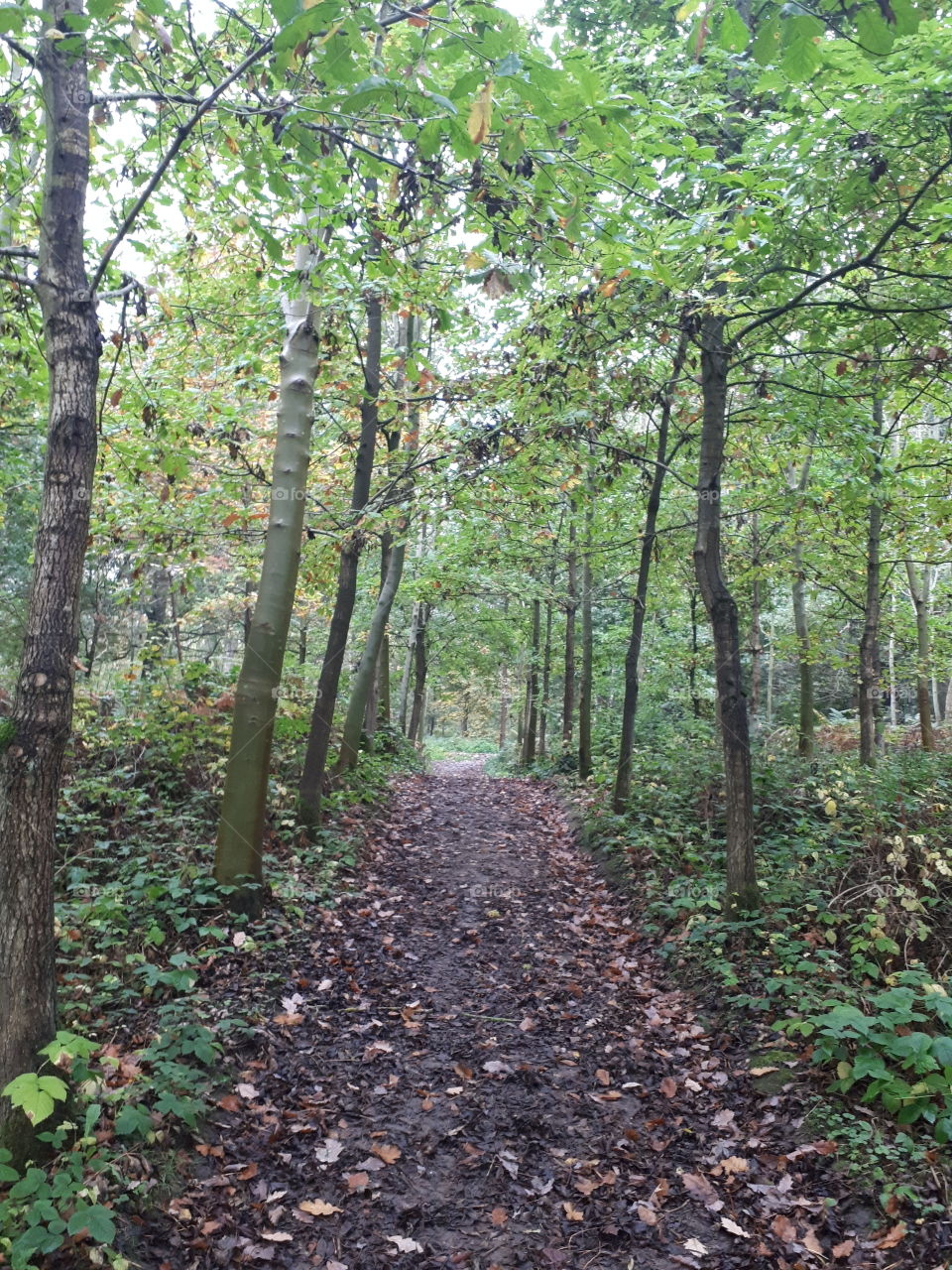 Wood, Nature, Landscape, No Person, Leaf