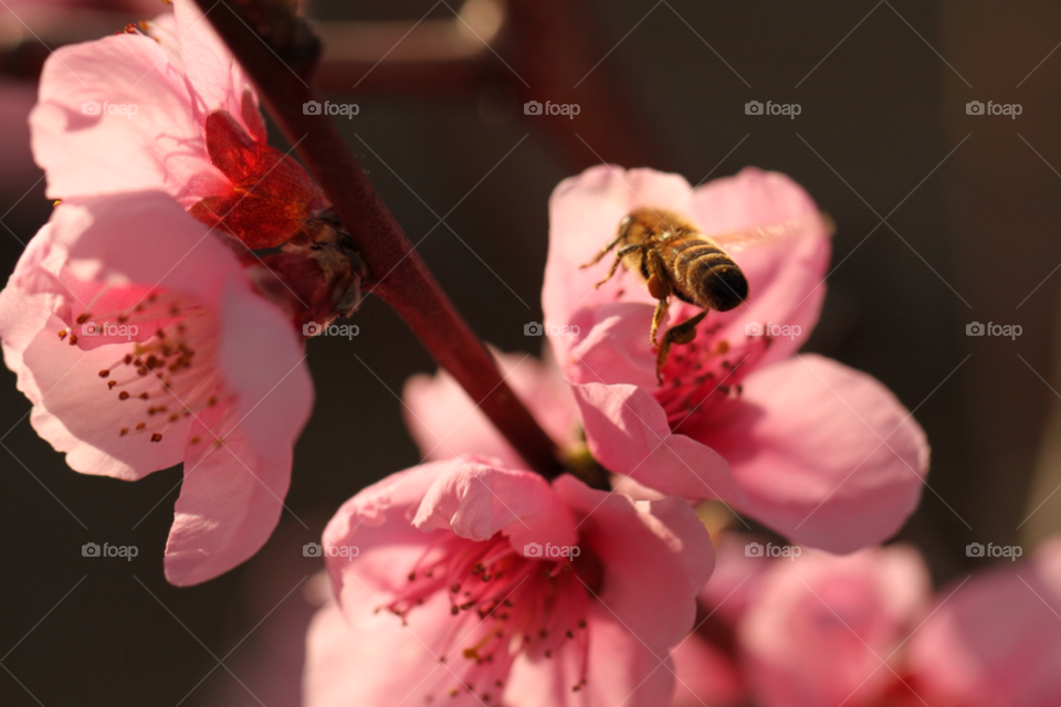 spring pink flower macro by carthe