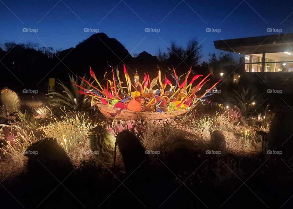 Night-time desert botanical lights