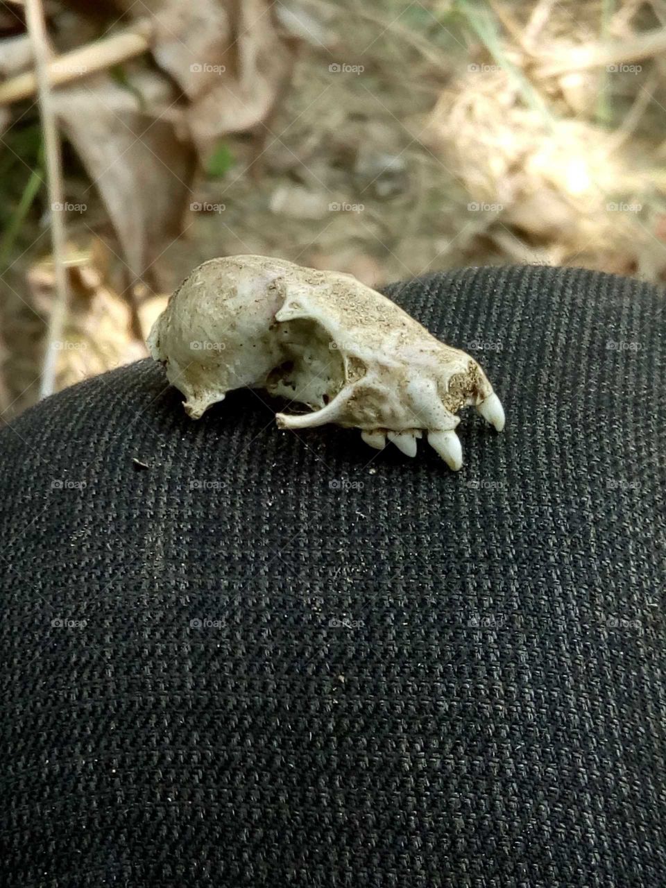 Animal Skull.