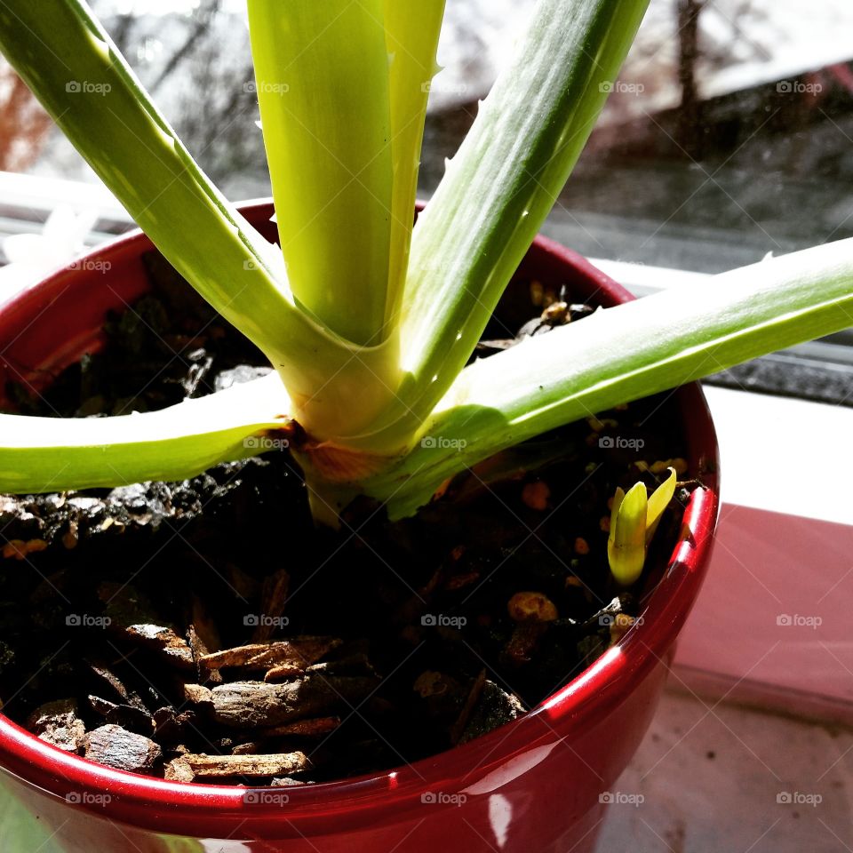 Aloe