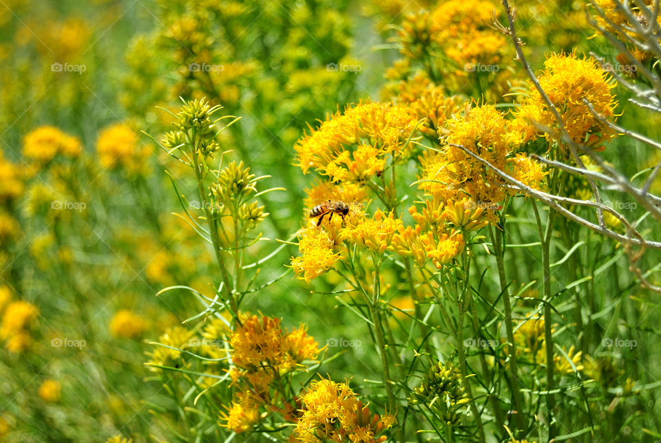 Flowers and the Bee