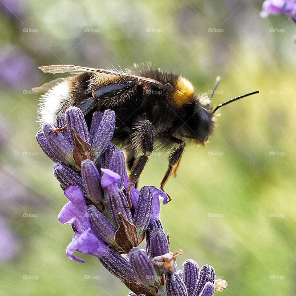 bee