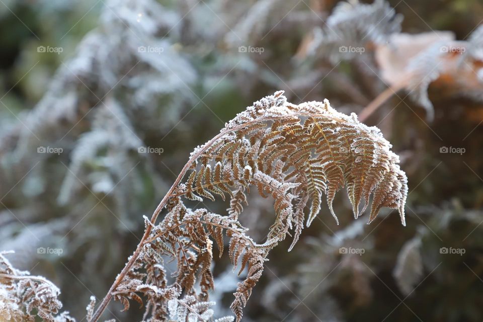 First freeze in autumn 