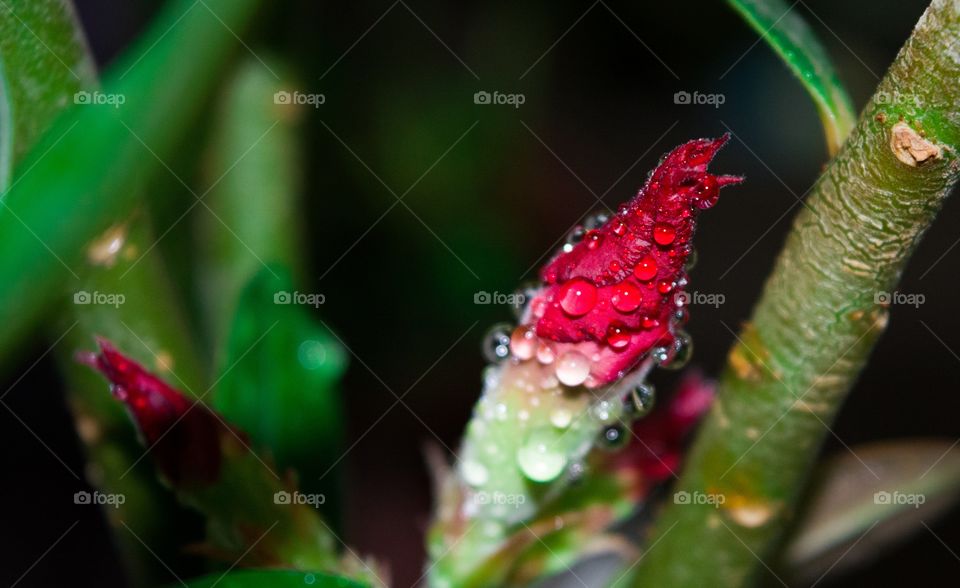 Flower bud of Desert Rose