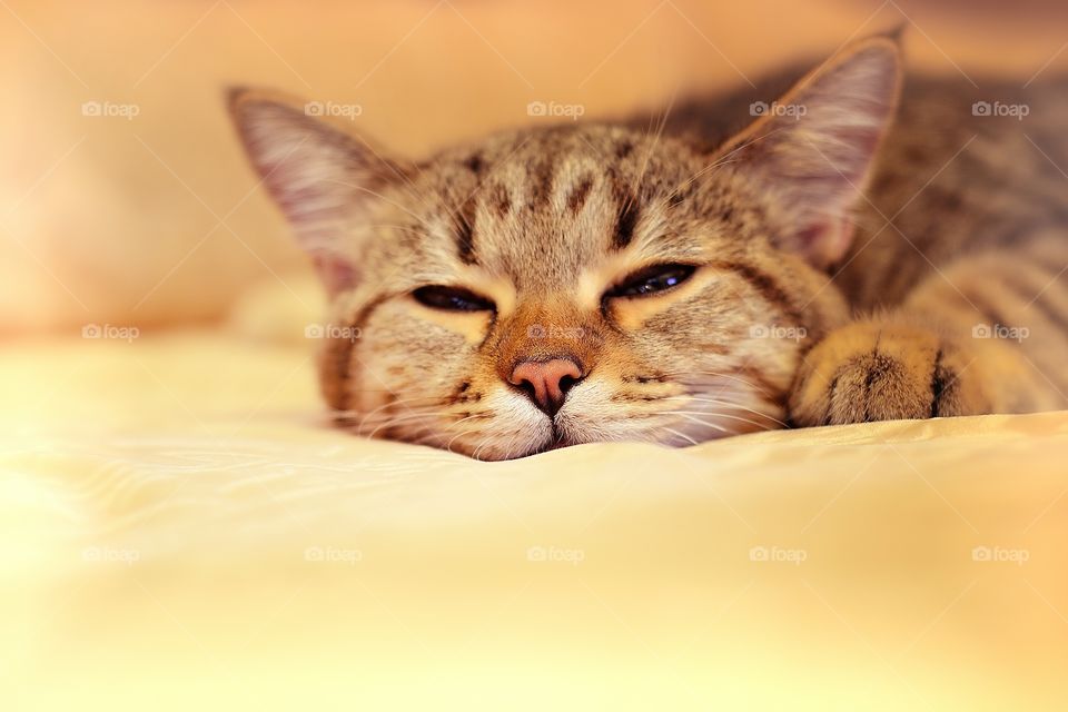 Cat resting on bed