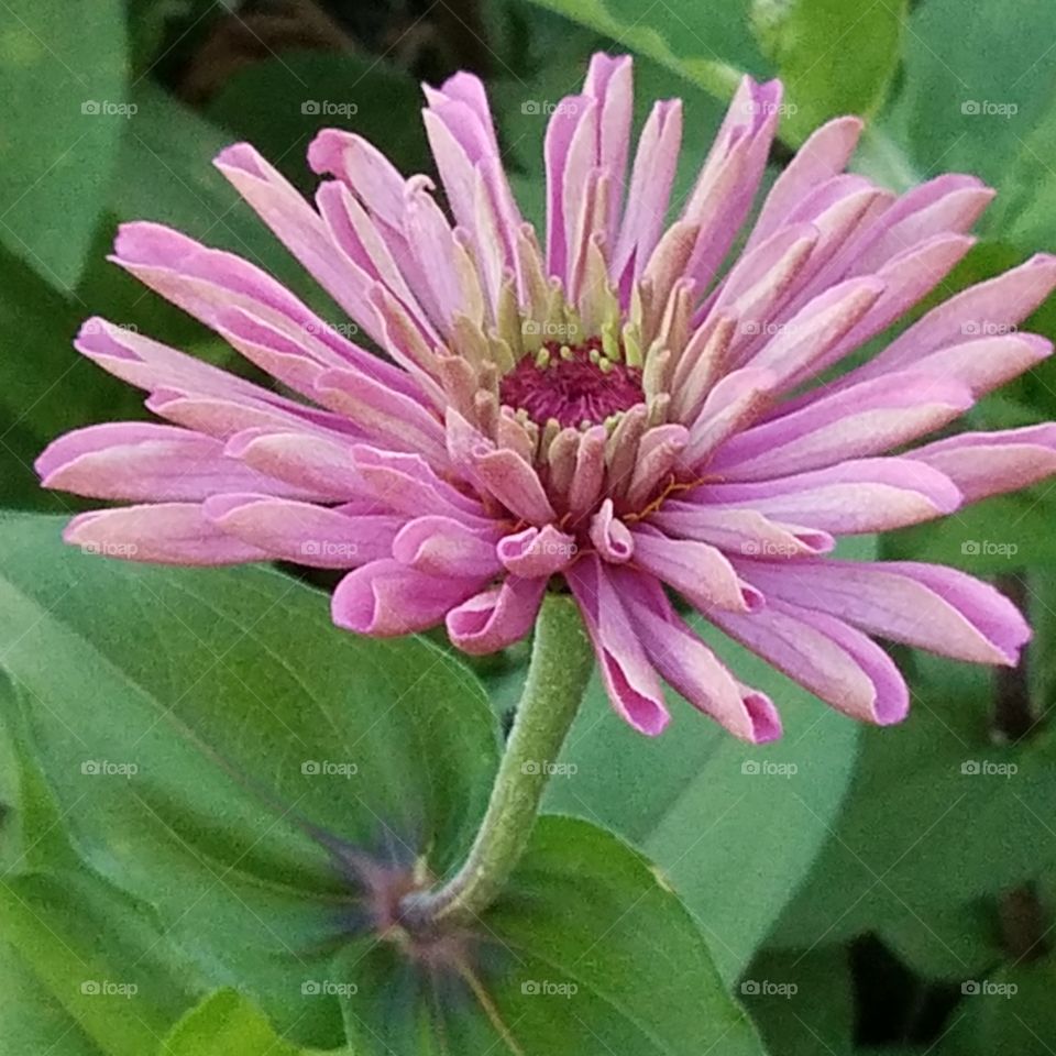 pink close up