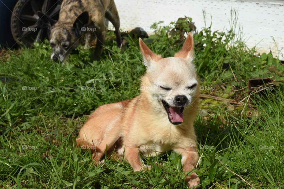 elderly blond Chihuahua mix dog yawning while laying on lawn as bigger brindle Chihuahua mix sniffs grass in background