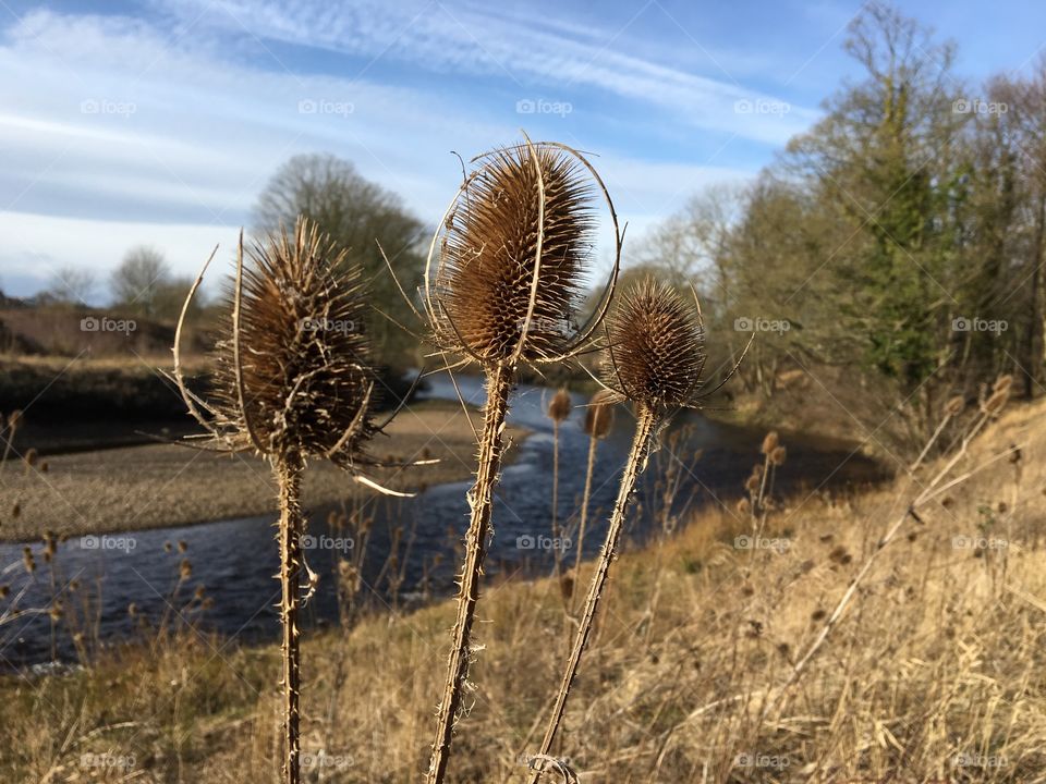 Darlington riverbank Thistles .... 