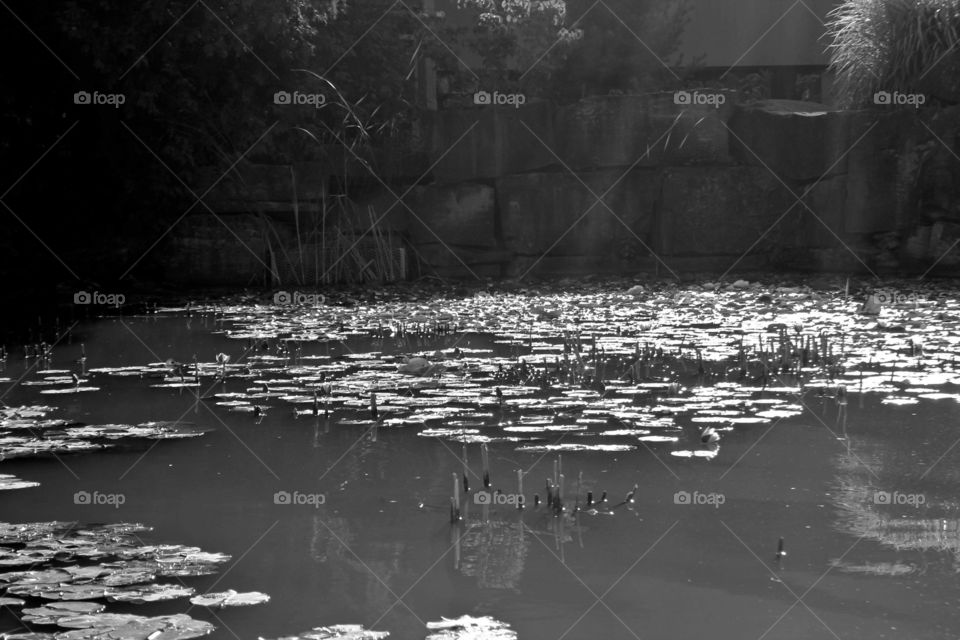 Pond in summer; black and white