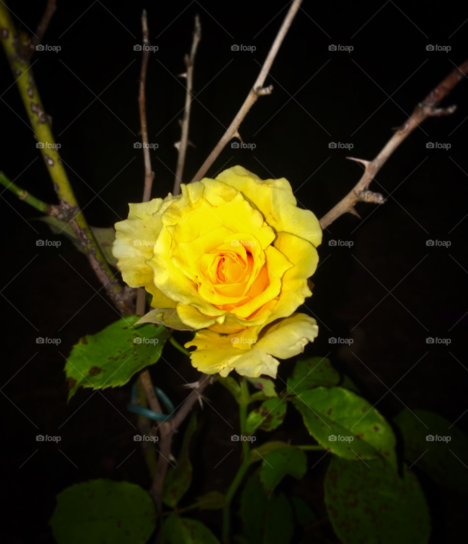 A bright yellow rose at dawn.  How wonderful are such beautiful petals! / Uma rosa amarela reluzente na madrugada. Que maravilha tais pétalas tão belas!