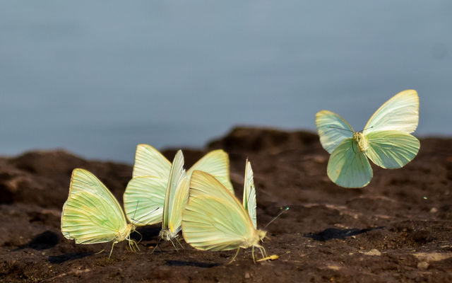 butterfly