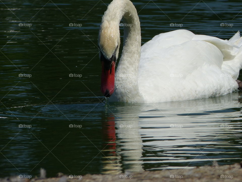 Close-up of a swan swimming