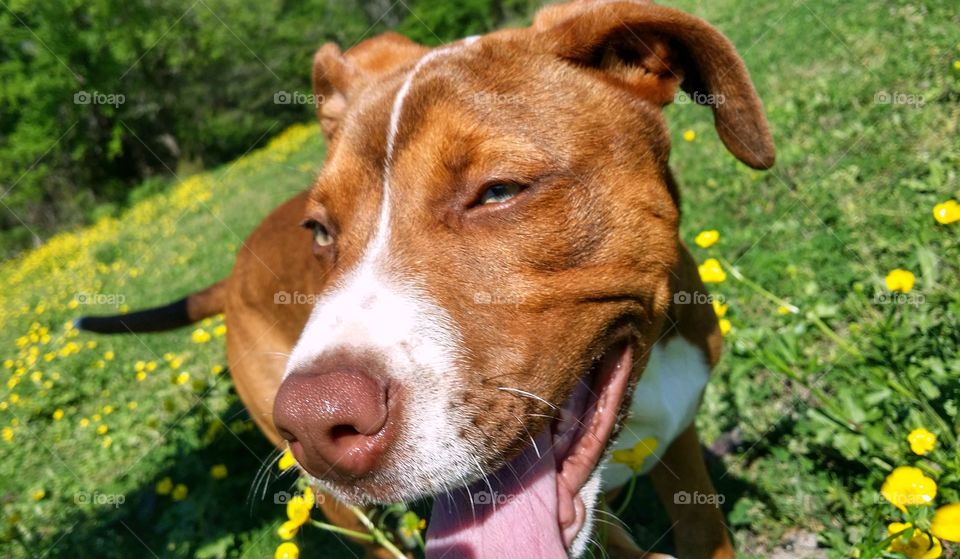 A close up of a young dog as she smiles in the sun in a spring field with green grass and yellow flowers