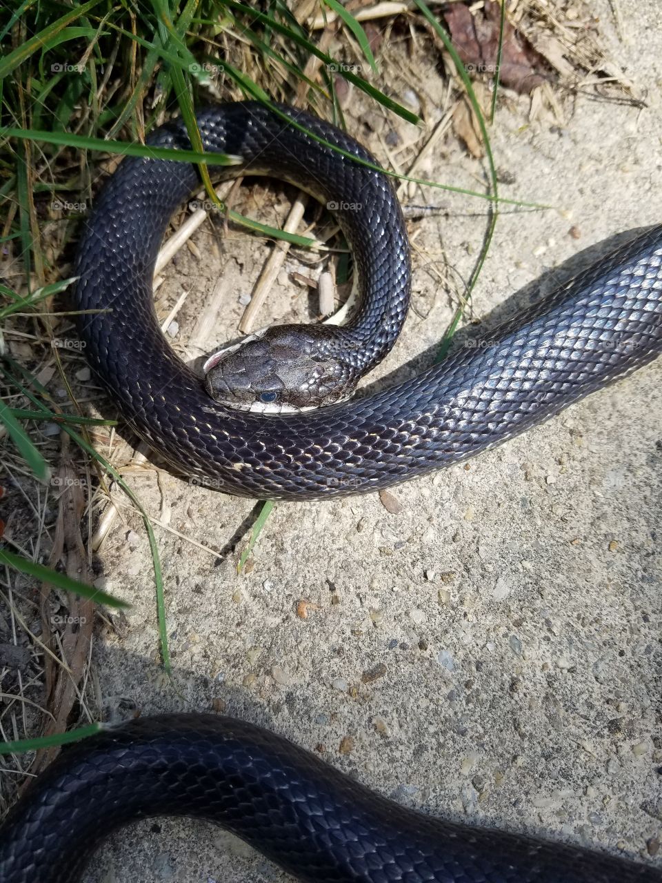 black snake showed up on my doorstep one afternoon