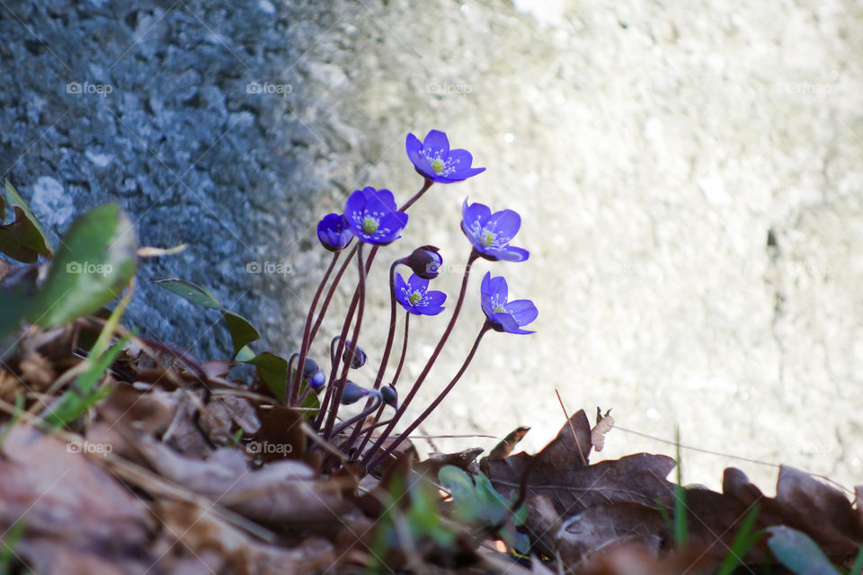 Hepatica