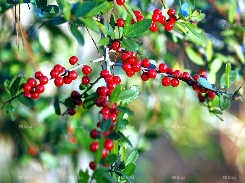Red Holly Berries! The Red Story! Red is color of passion. It's the color that is always seen on heart decorations on     Valentine's Day! Red is astonishing, exhilarating, and fills your world through feelings and emotions! 