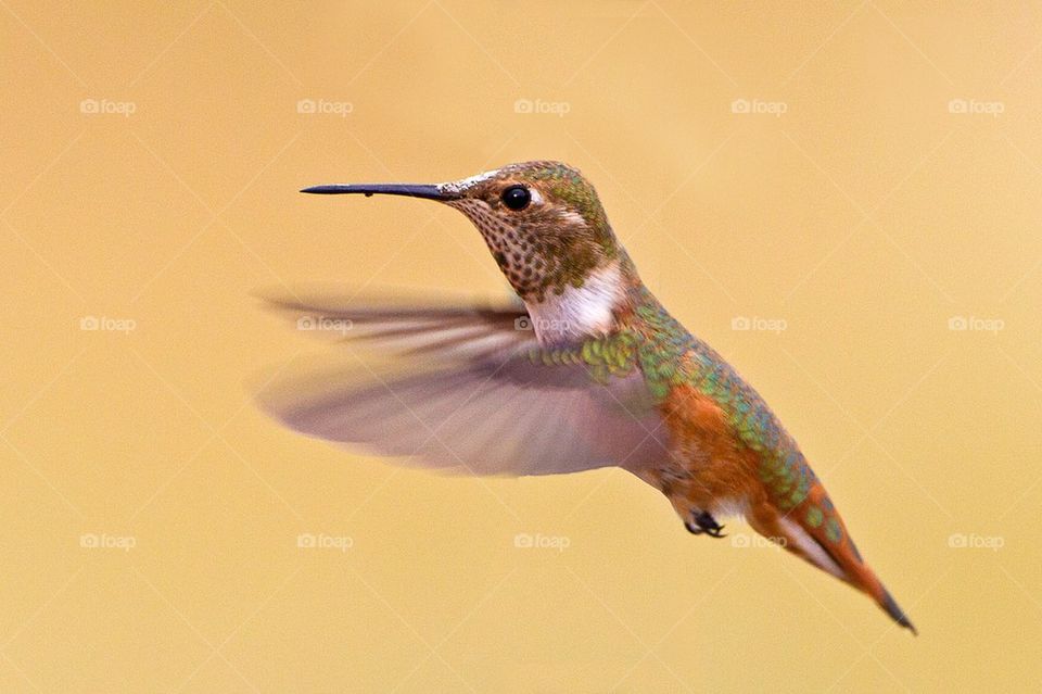 Rufous hummingbird. 