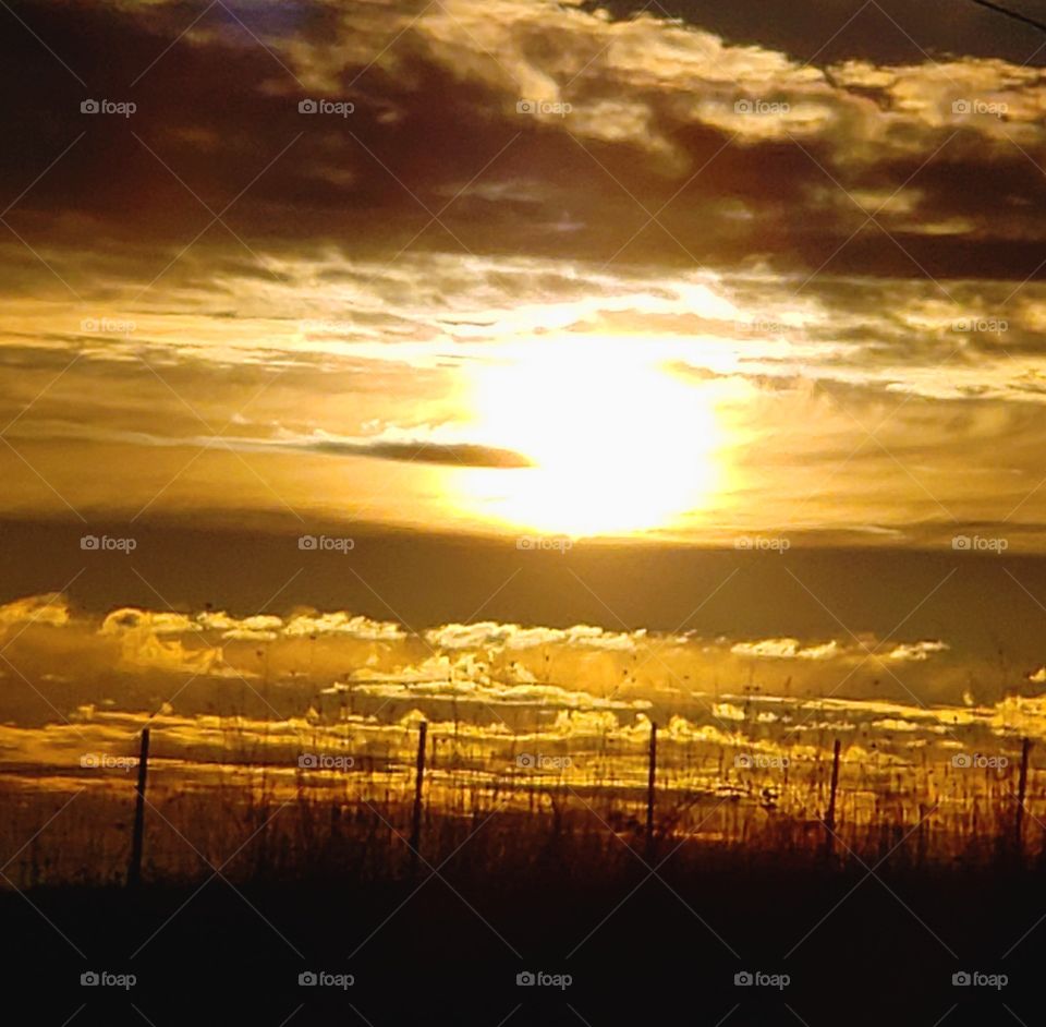 silhouettes of grasses in the Oregon Sunrise