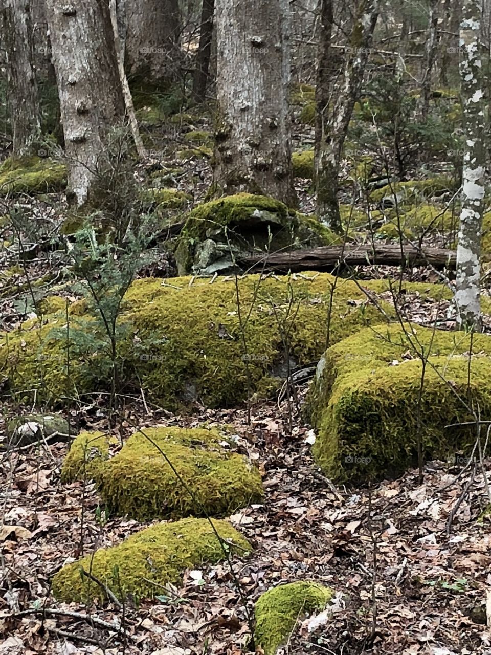 Green moss  covered rocks in the forest. 