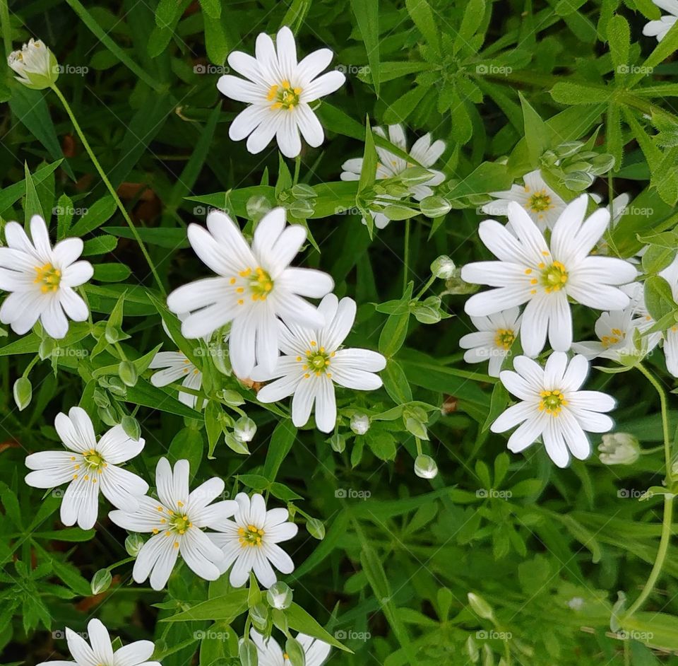 blumen waldrand waldmeister weiß blühen Frühling grün. white green flower