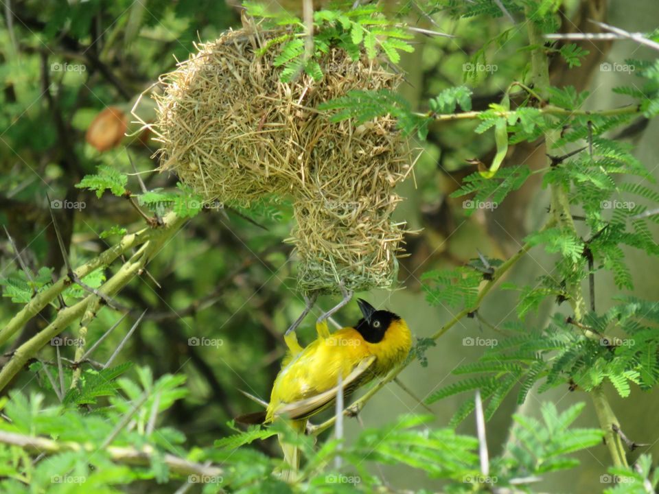 Bird making nest