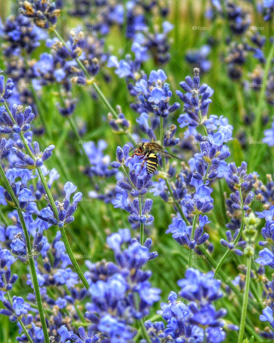 Bee on lavender flower