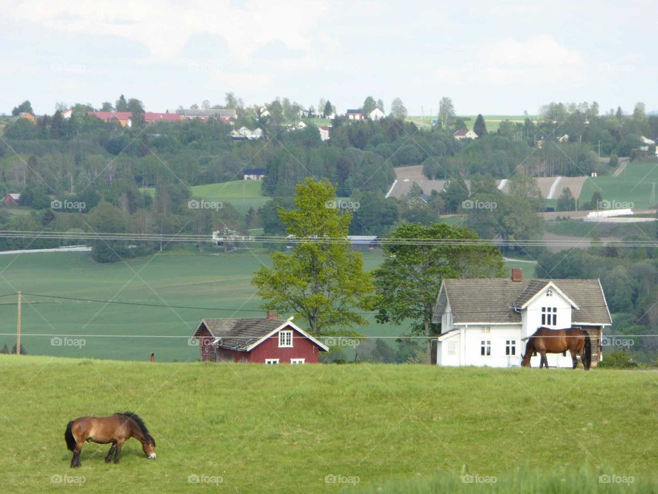 Horses in a field