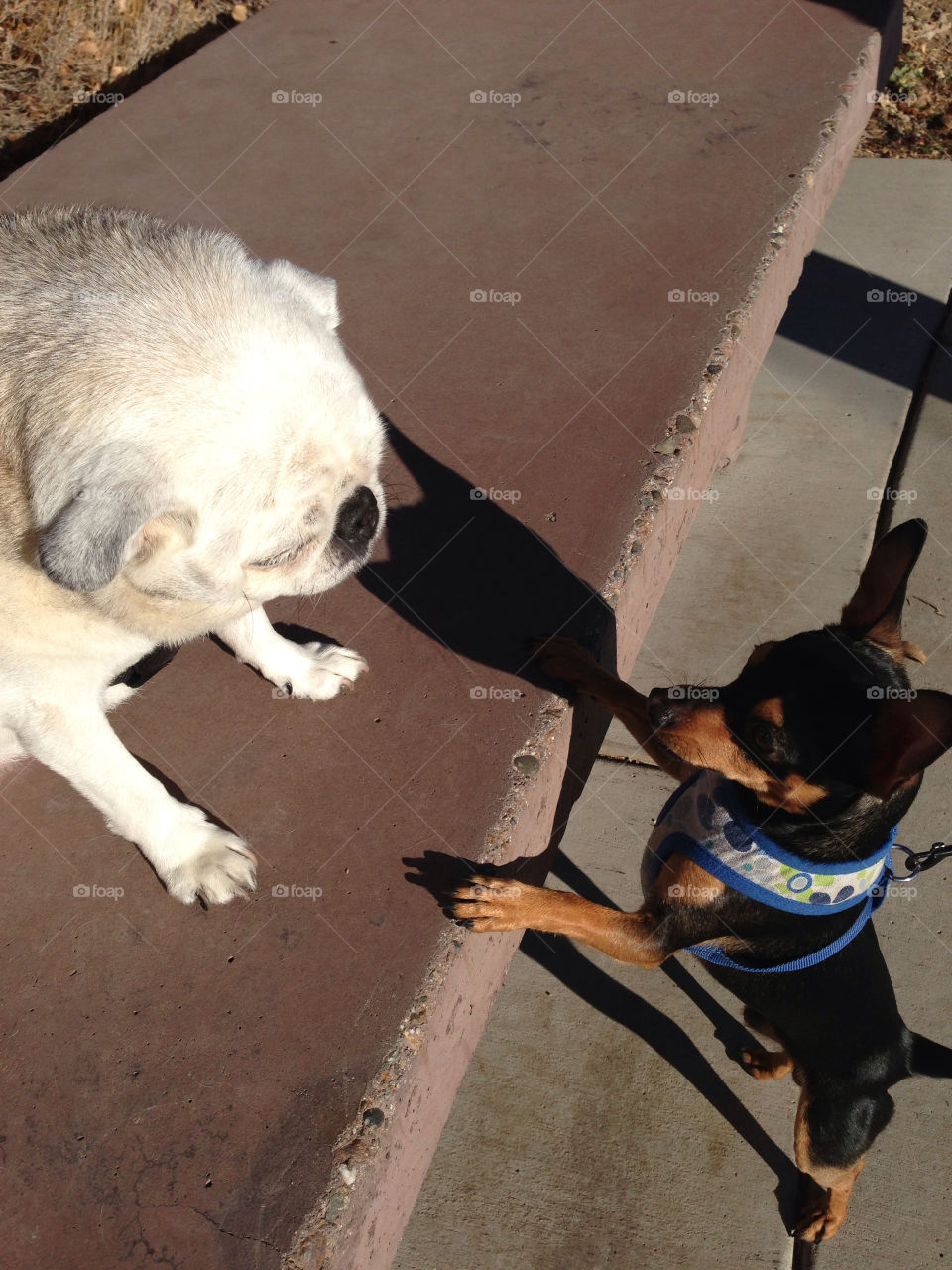 dog park bench visiting by melody