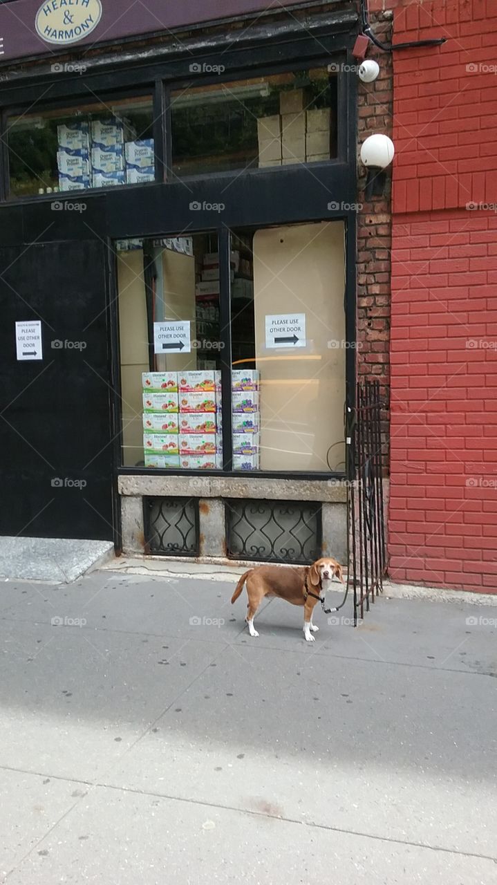 Beagle tied to section of iron fence next to red brick storefront