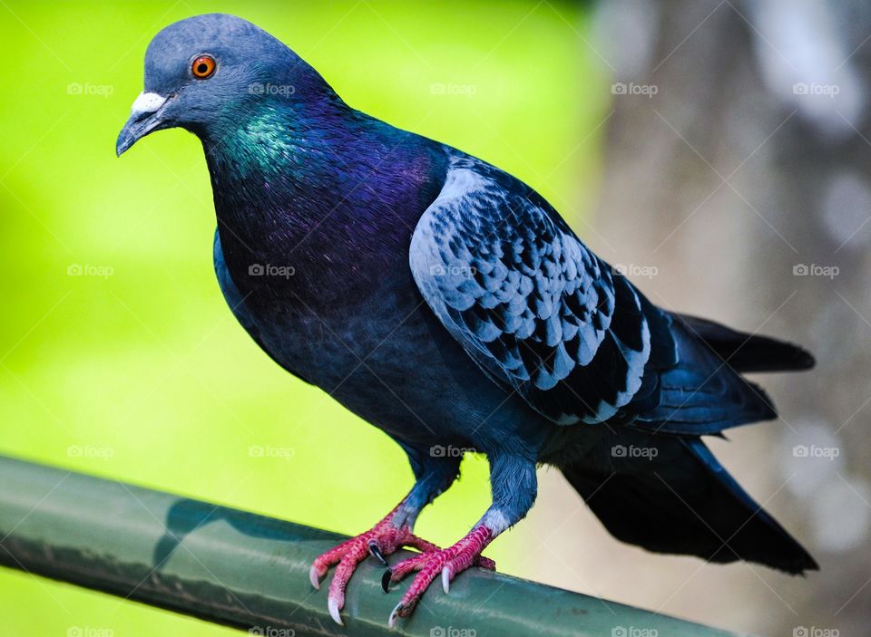 Close-up of pigeon