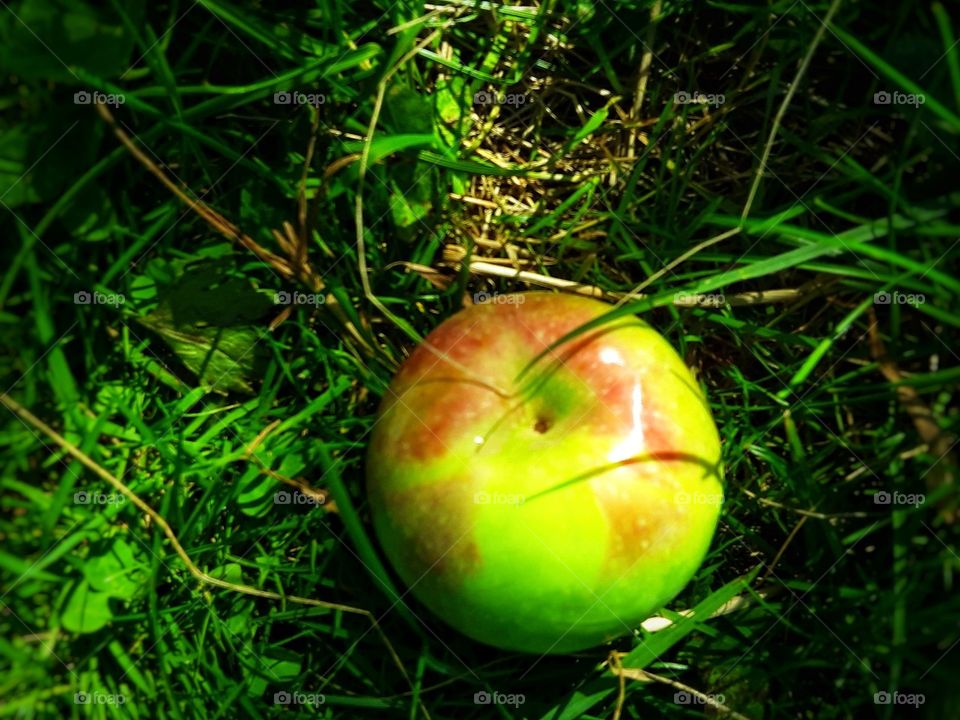 fallen apple