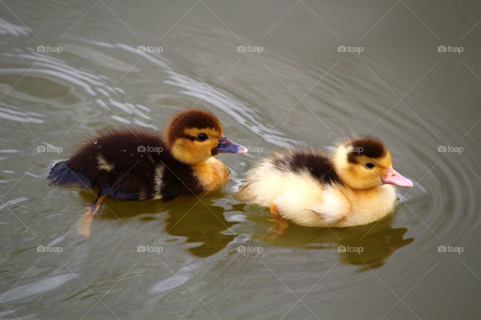 little ducks in the lake